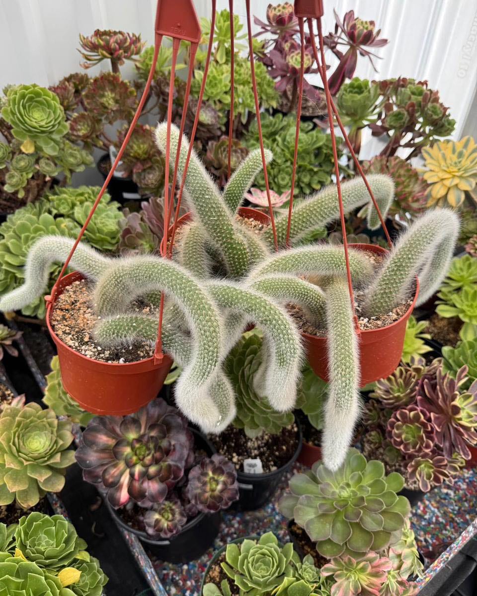 Post 4 by Tienda de suculentas exóticas y cactus raros. 🌱 on Instagram (carousel)