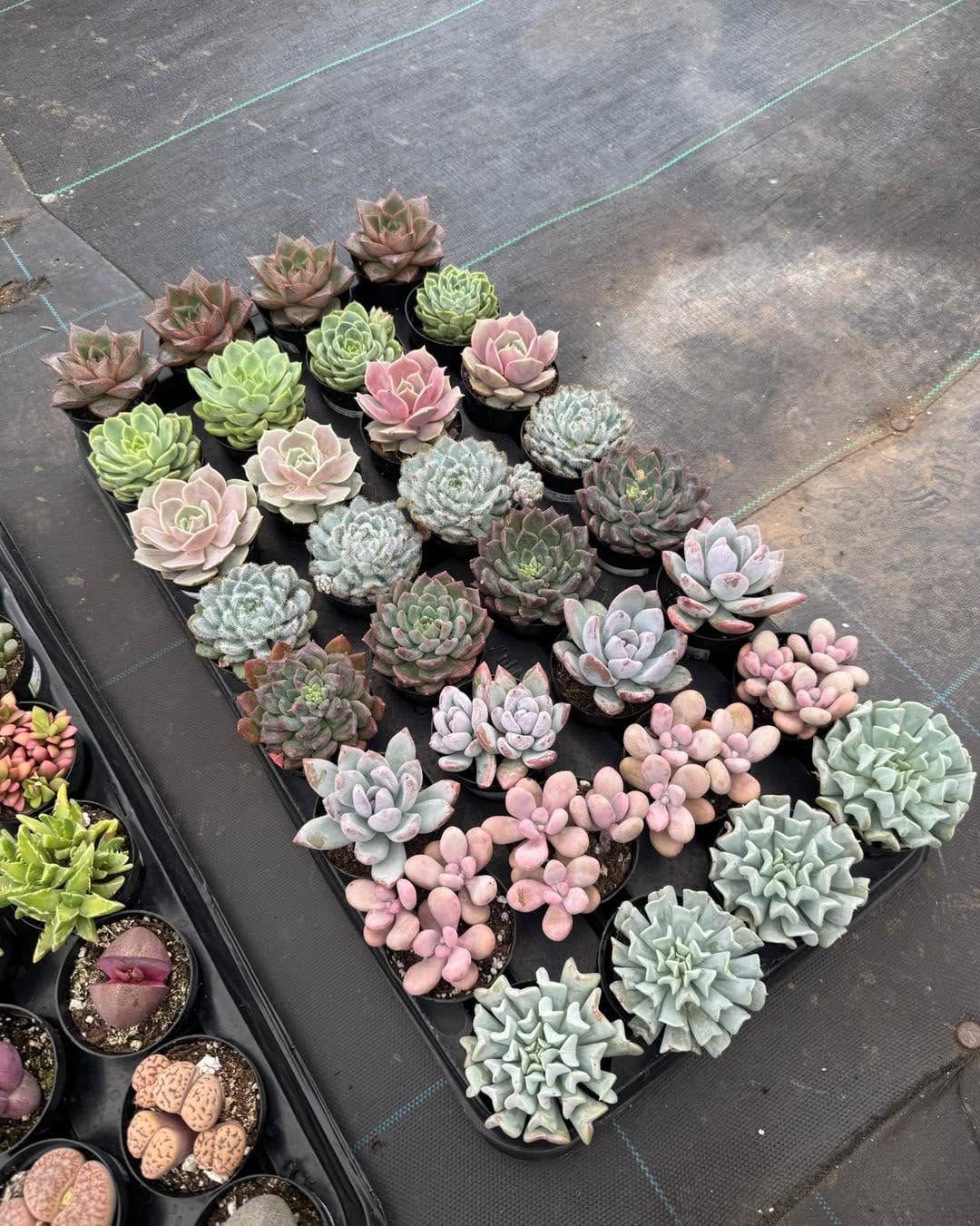 Post 10 by Tienda de suculentas exóticas y cactus raros. 🌱 on Instagram (carousel)
