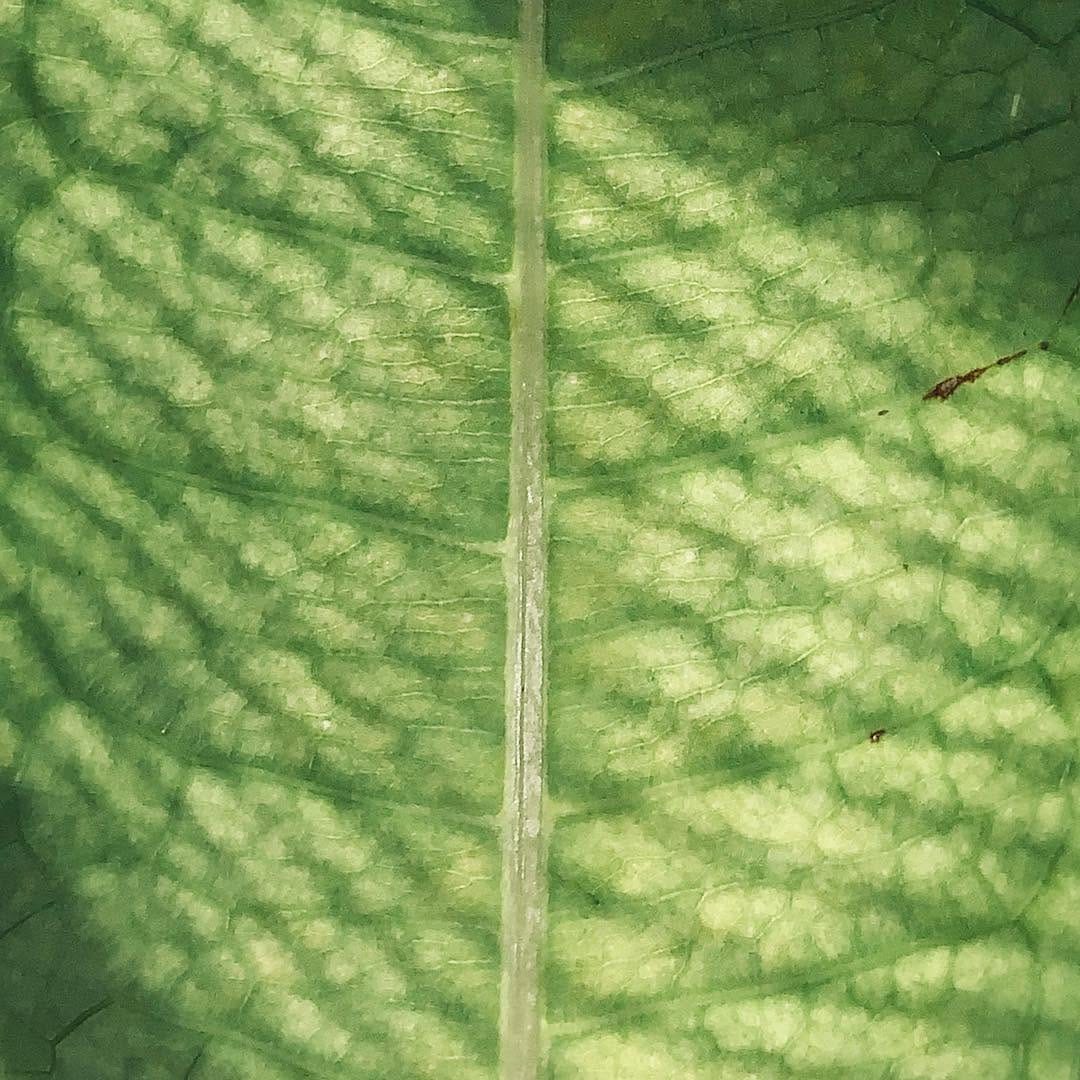 Post 5 by Hugo Murillo on Instagram (image)
