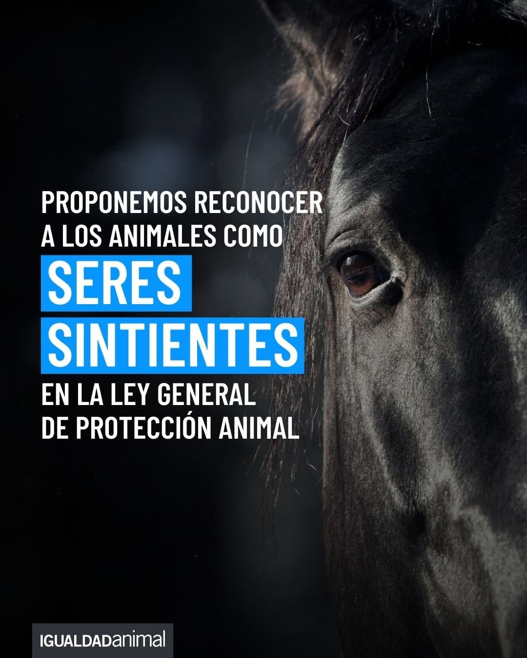 Post 9 by Igualdad Animal México on Instagram (carousel)