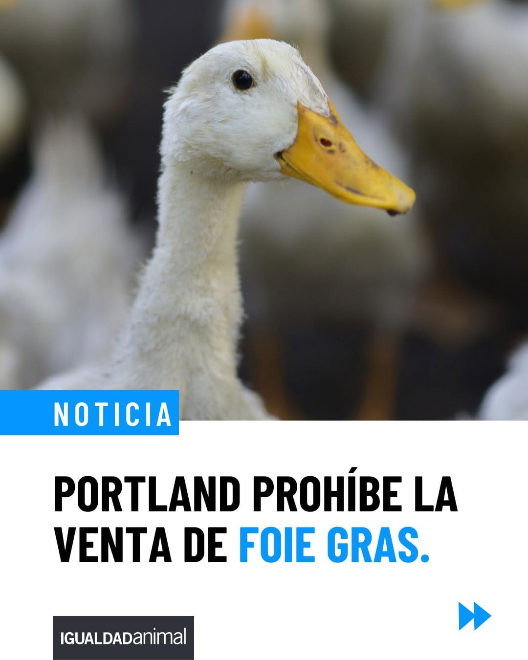 Post 1 by Igualdad Animal México on Instagram (carousel)