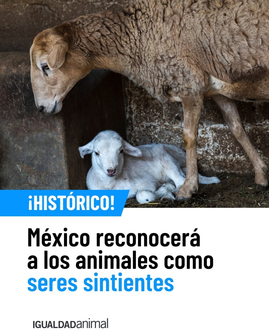 Post 3 by Igualdad Animal México on Instagram (carousel)