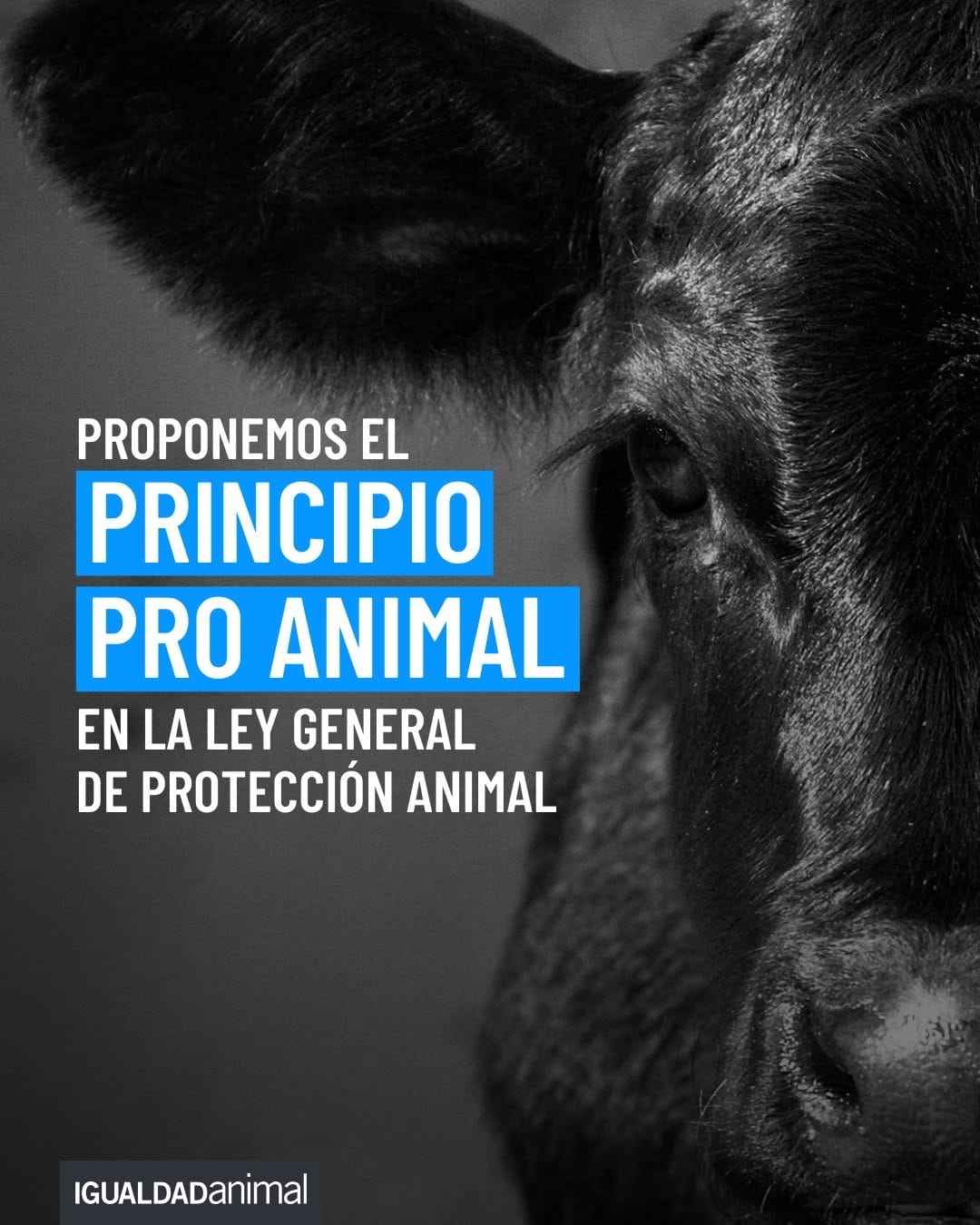 Post 10 by Igualdad Animal México on Instagram (carousel)