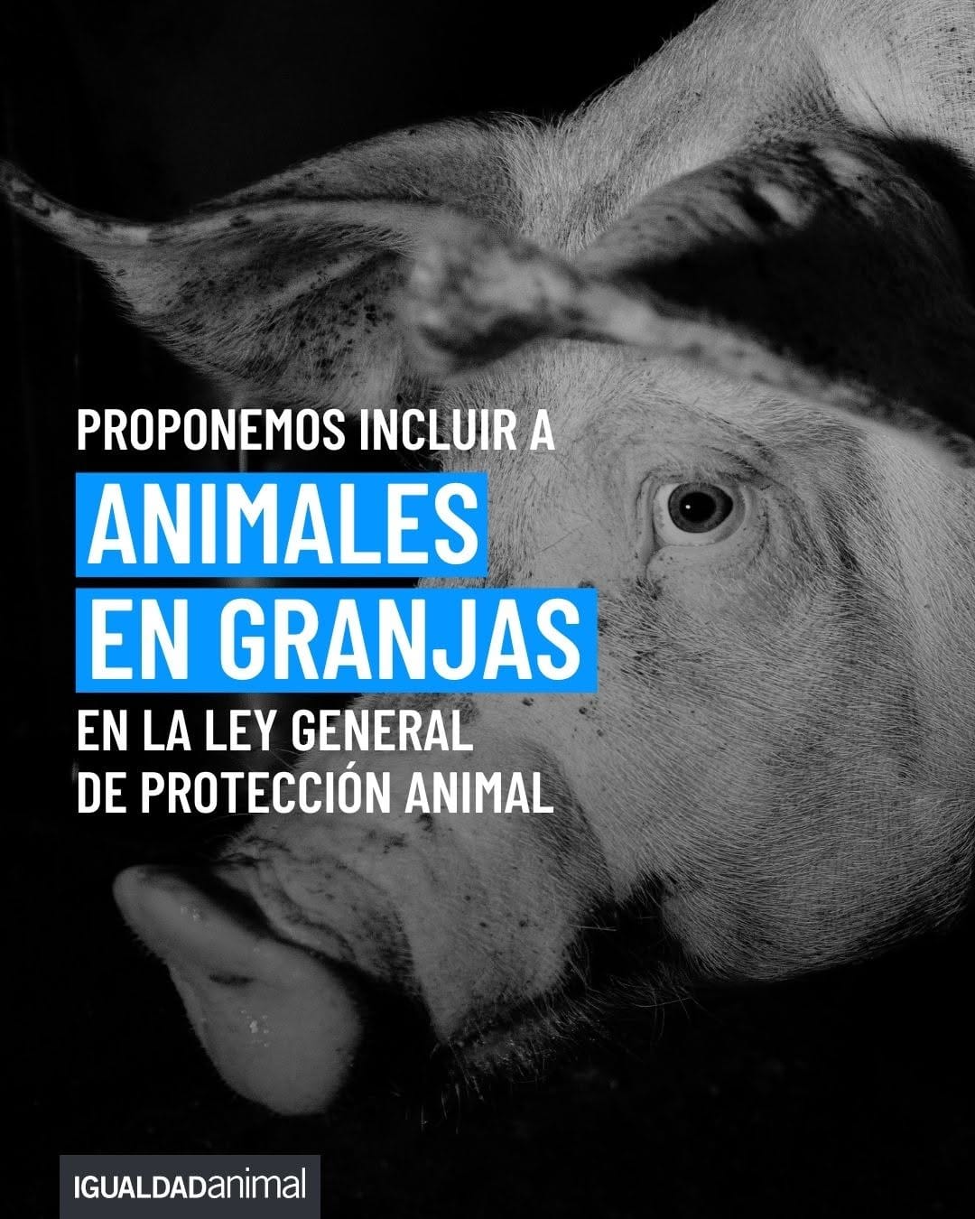 Post 8 by Igualdad Animal México on Instagram (carousel)