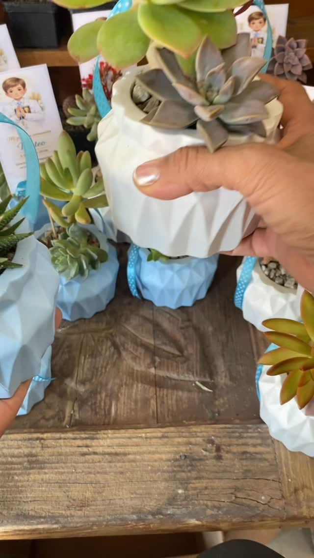 Post 2 by TIERRA VERDE VIVERO on Instagram (video)
