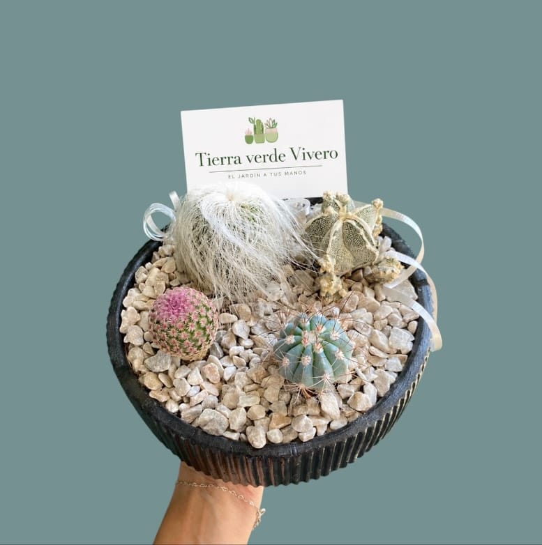 Post 4 by TIERRA VERDE VIVERO on Instagram (image)