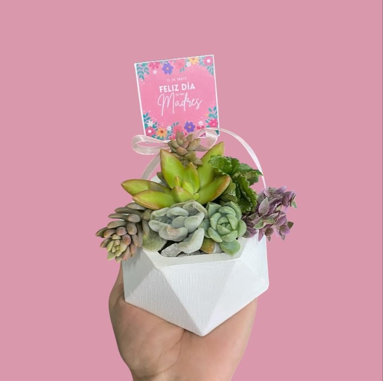 Post 8 by TIERRA VERDE VIVERO on Instagram (carousel)