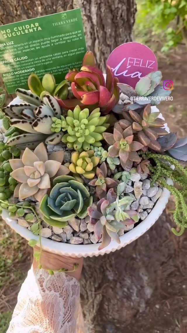 Post 10 by TIERRA VERDE VIVERO on Instagram (video)