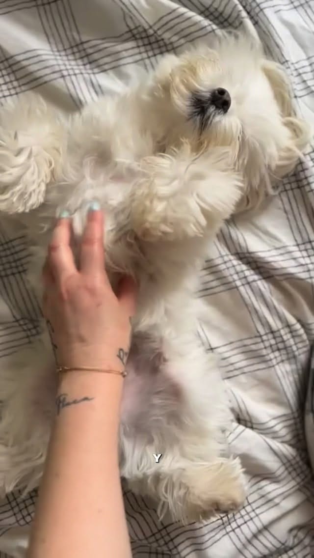 Post 8 by ¡Todo en un solo lugar! 🫶🏼 on Instagram (video)