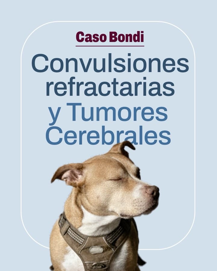 Post 8 by Clínica Oncológica Veterinaria Guadalajara on Instagram (carousel)
