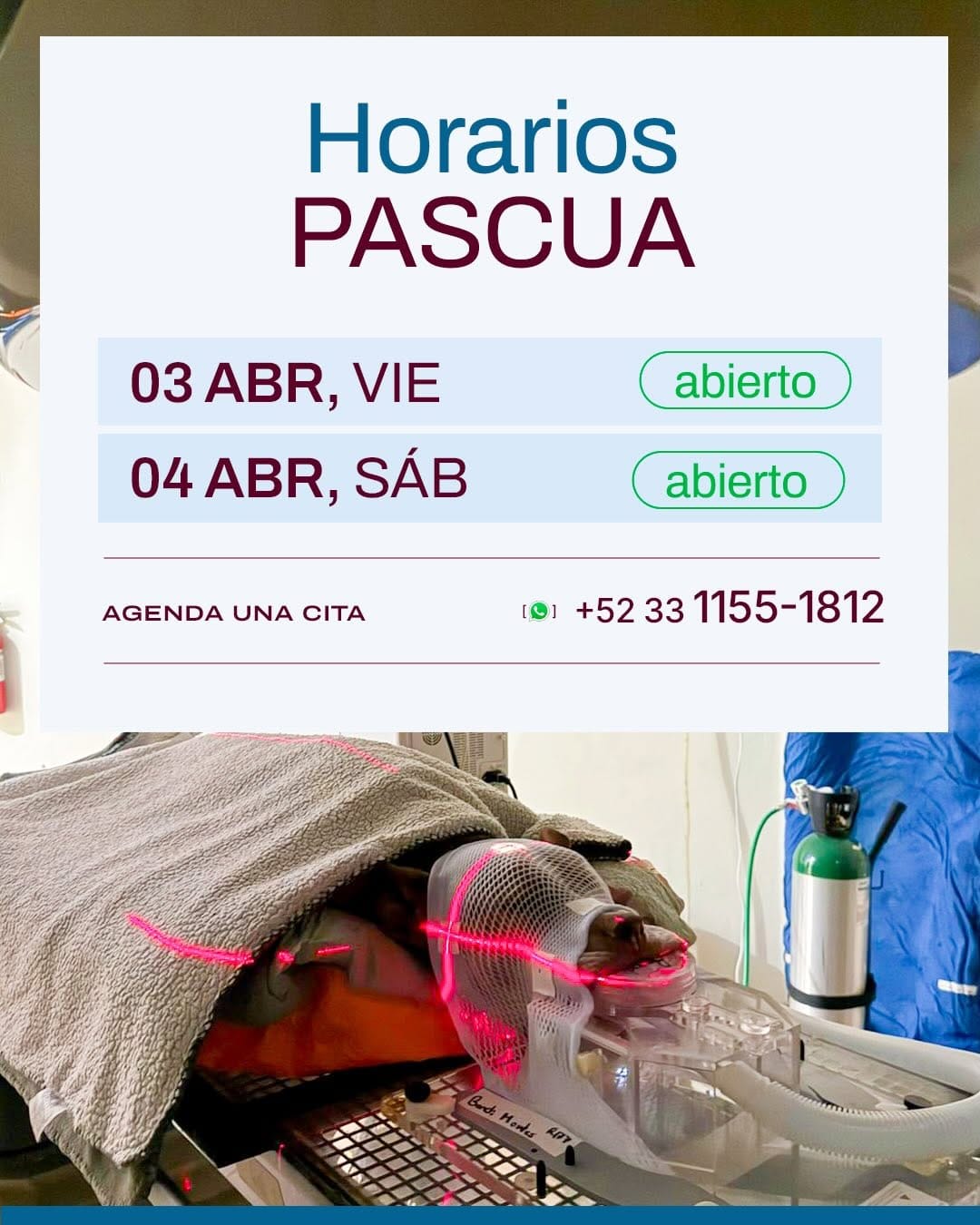Post 7 by Clínica Oncológica Veterinaria Guadalajara on Instagram (carousel)