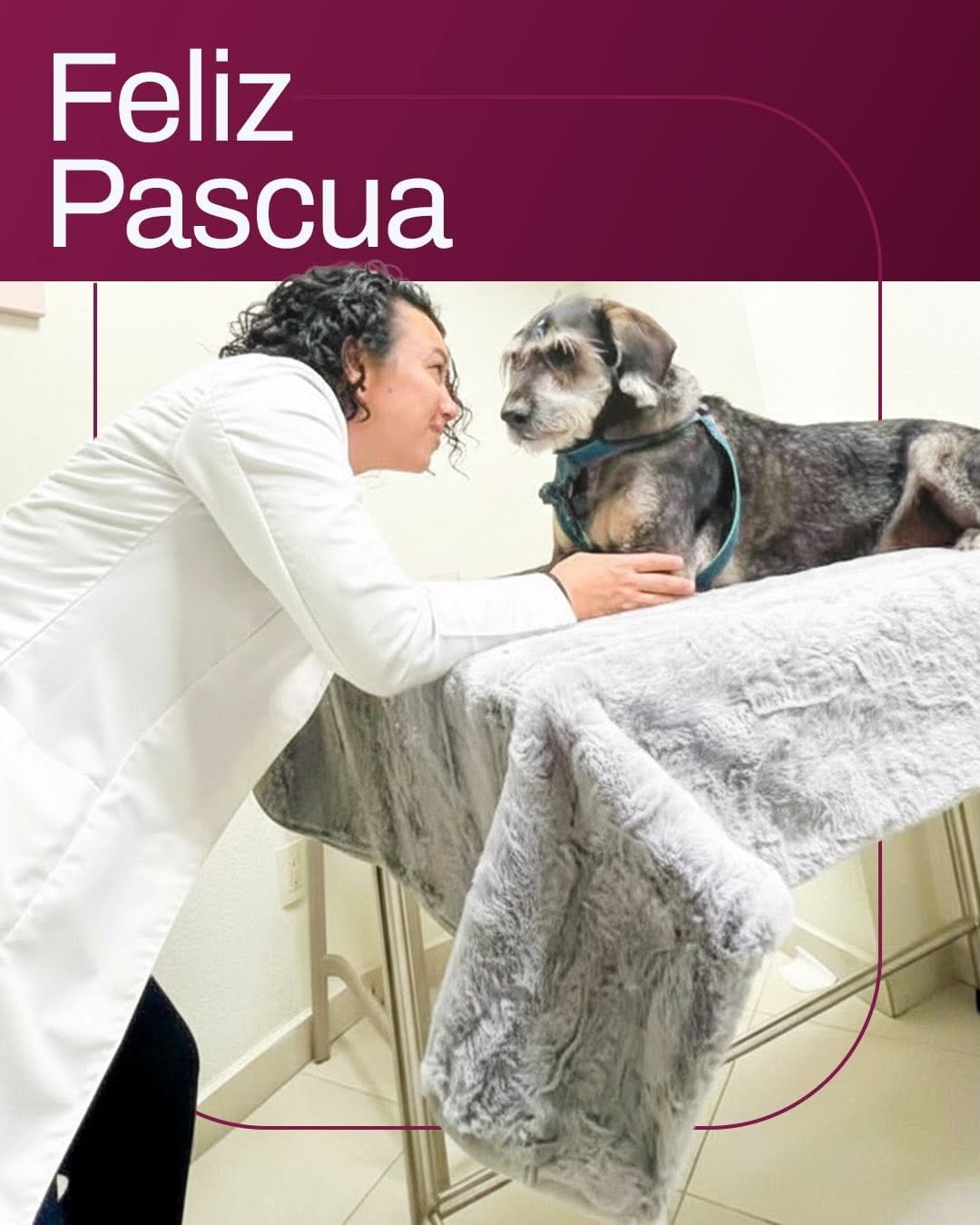 Post 6 by Clínica Oncológica Veterinaria Guadalajara on Instagram (carousel)