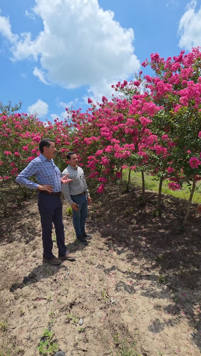 Post 6 by VIVEROS REGIONALES on Instagram (video)