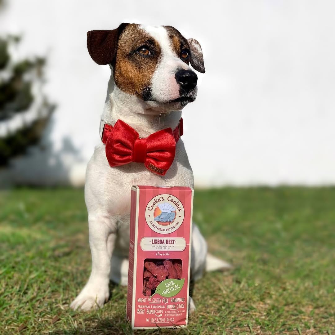 Post 9 by Gil | Jack Russell Dog | Pet influencer on Instagram (image)