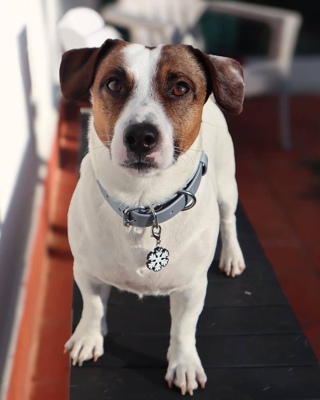 Post 10 by Gil | Jack Russell Dog | Pet influencer on Instagram (carousel)