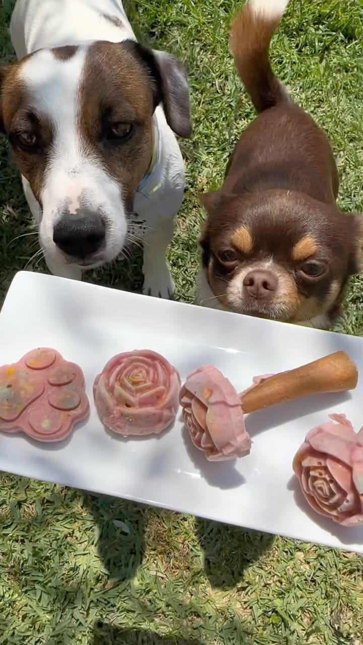 Post 1 by Gil | Jack Russell Dog | Pet influencer on Instagram (video)