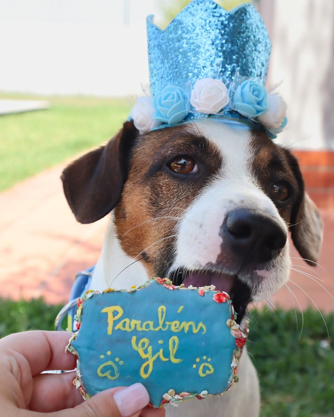 Post 2 by Gil | Jack Russell Dog | Pet influencer on Instagram (carousel)