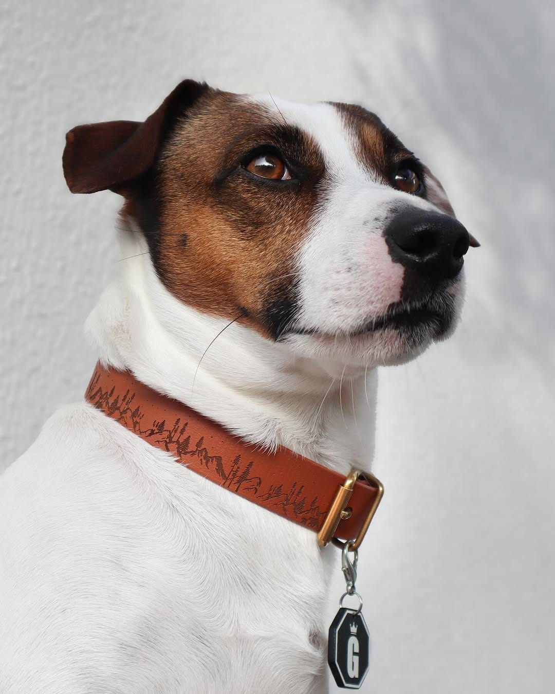 Post 6 by Gil | Jack Russell Dog | Pet influencer on Instagram (carousel)