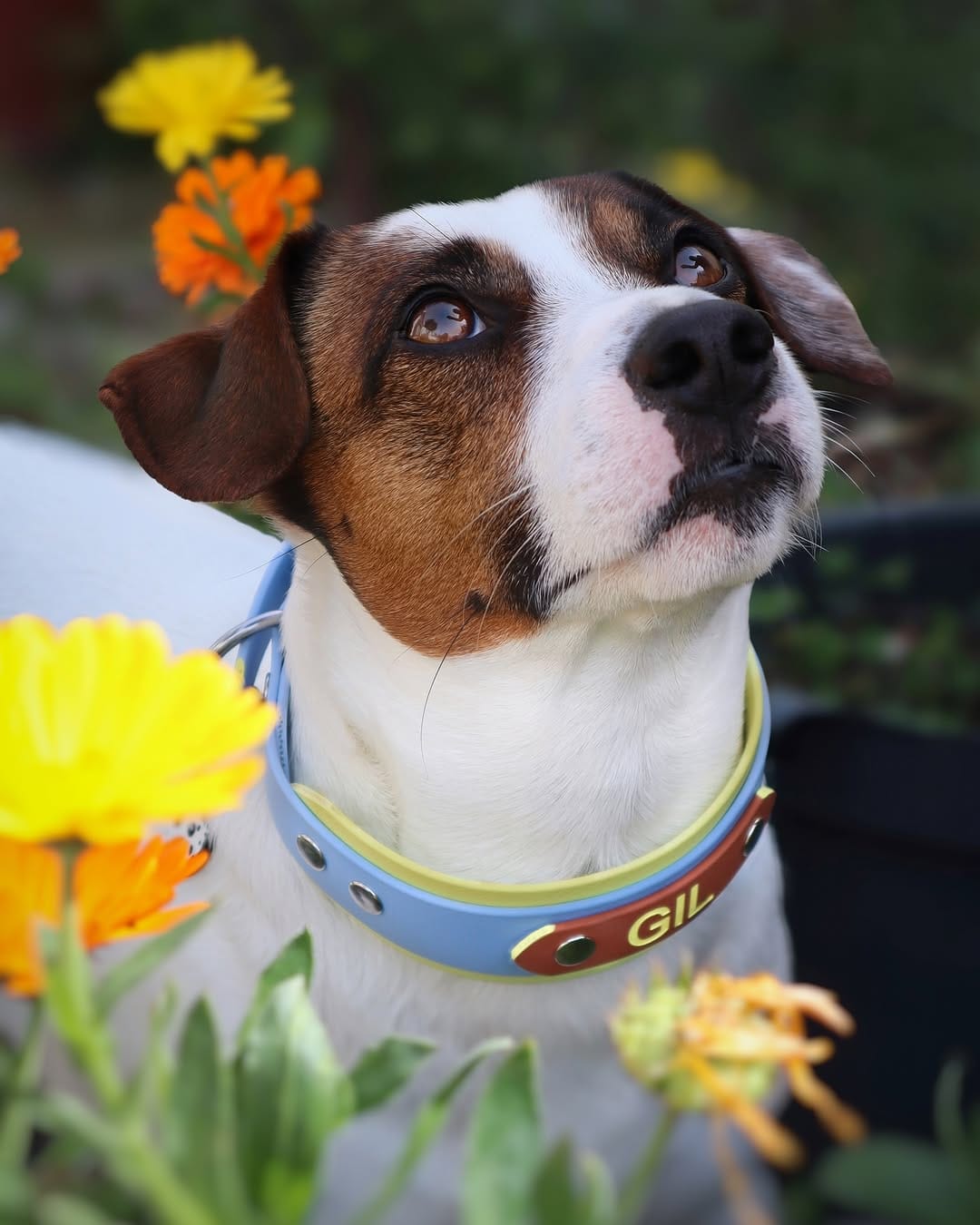 Post 4 by Gil | Jack Russell Dog | Pet influencer on Instagram (image)