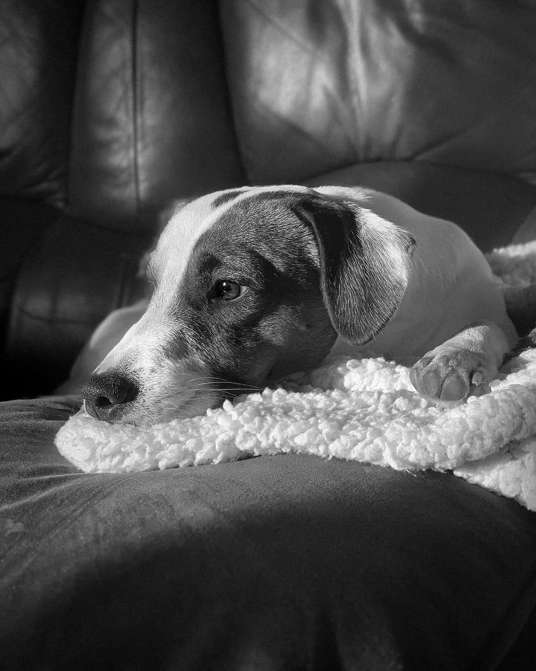 Post 7 by Gil | Jack Russell Dog | Pet influencer on Instagram (image)