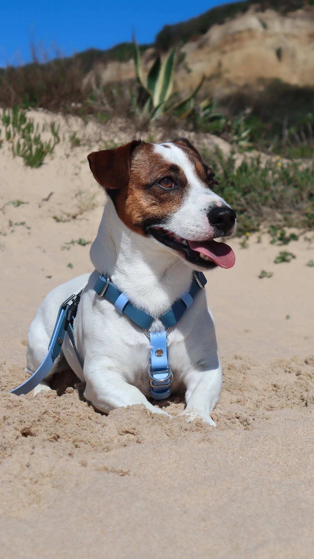 Post 5 by Gil | Jack Russell Dog | Pet influencer on Instagram (video)