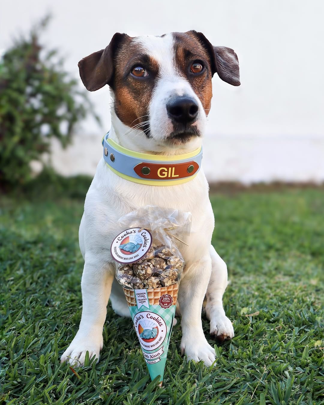Post 3 by Gil | Jack Russell Dog | Pet influencer on Instagram (image)