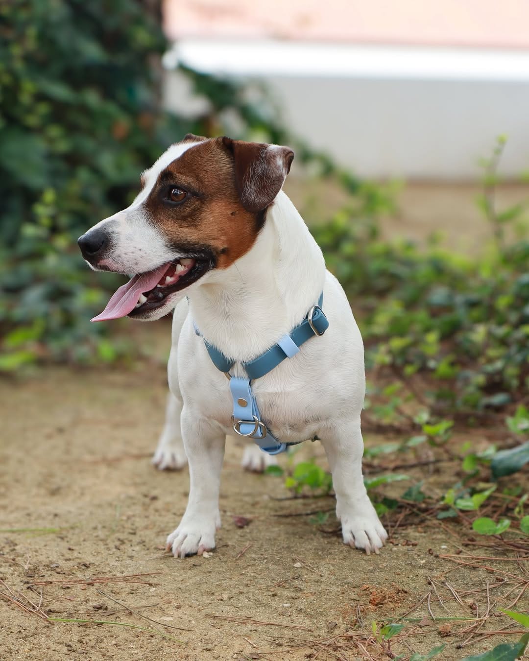 Post 8 by Gil | Jack Russell Dog | Pet influencer on Instagram (image)
