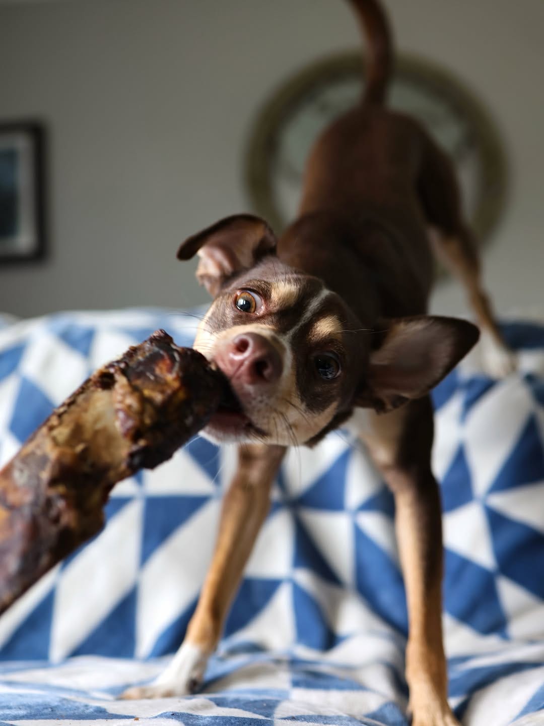 Post 10 by Bean and Remi on Instagram (carousel)
