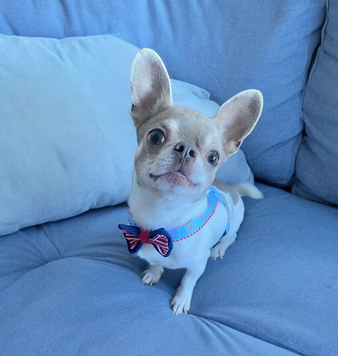 Post 10 by Chihuahuas | Happiness | Lifestyle | DogInfluencers on Instagram (image)