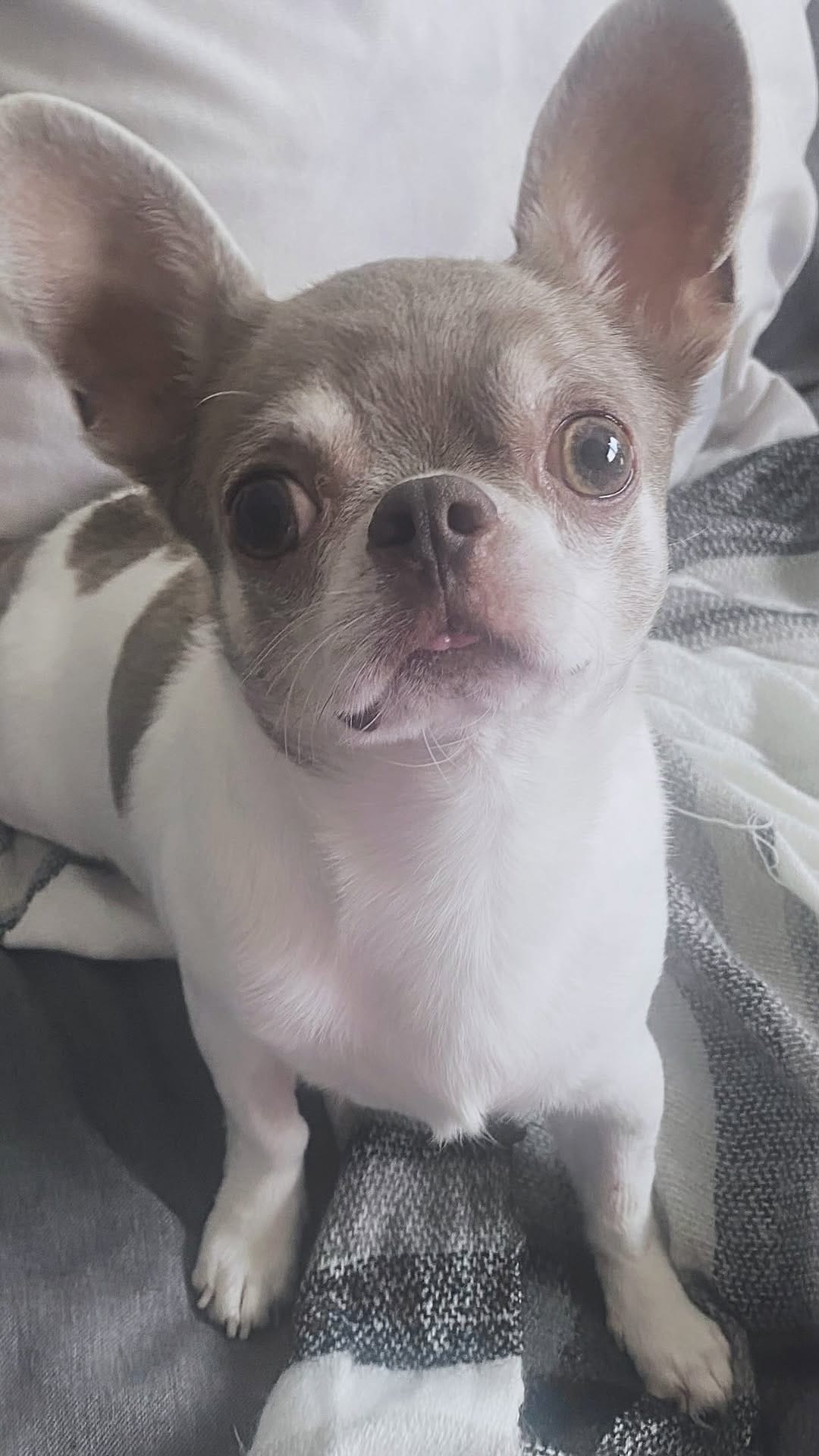 Post 1 by Chihuahuas | Happiness | Lifestyle | DogInfluencers on Instagram (video)