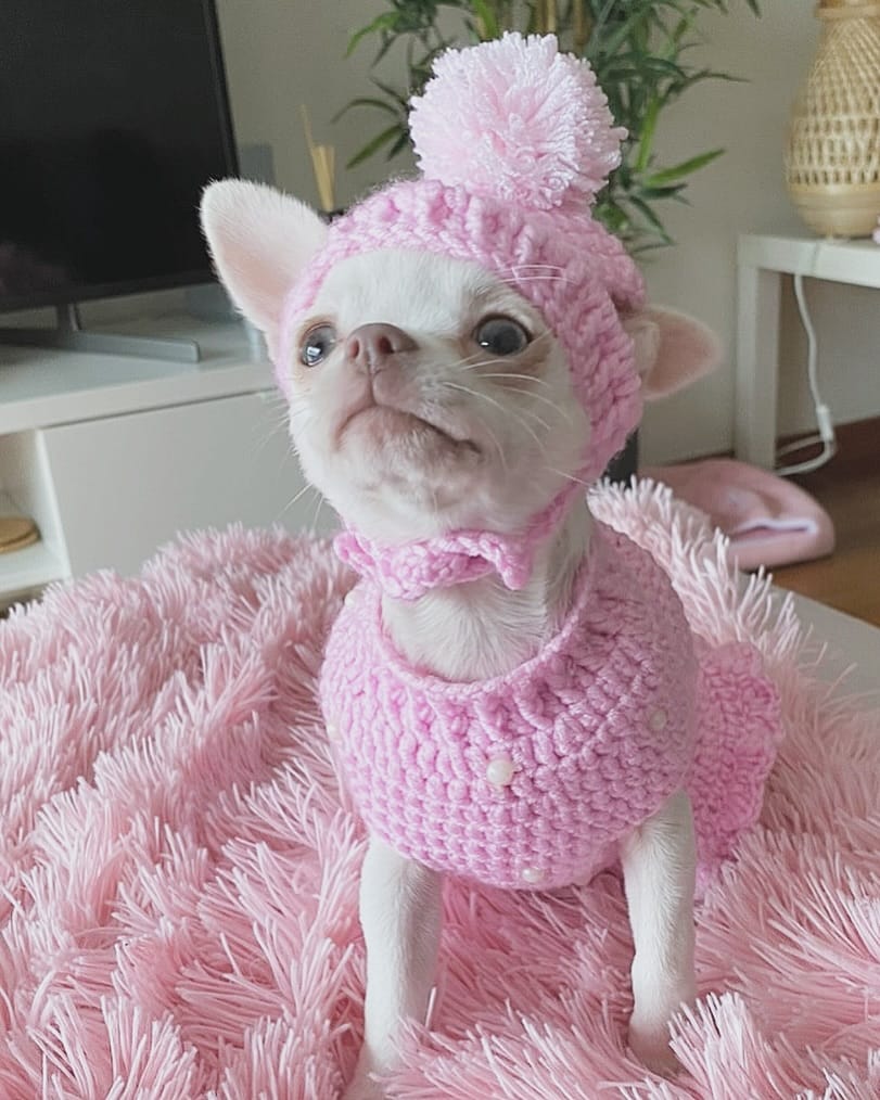 Post 6 by Chihuahuas | Happiness | Lifestyle | DogInfluencers on Instagram (image)
