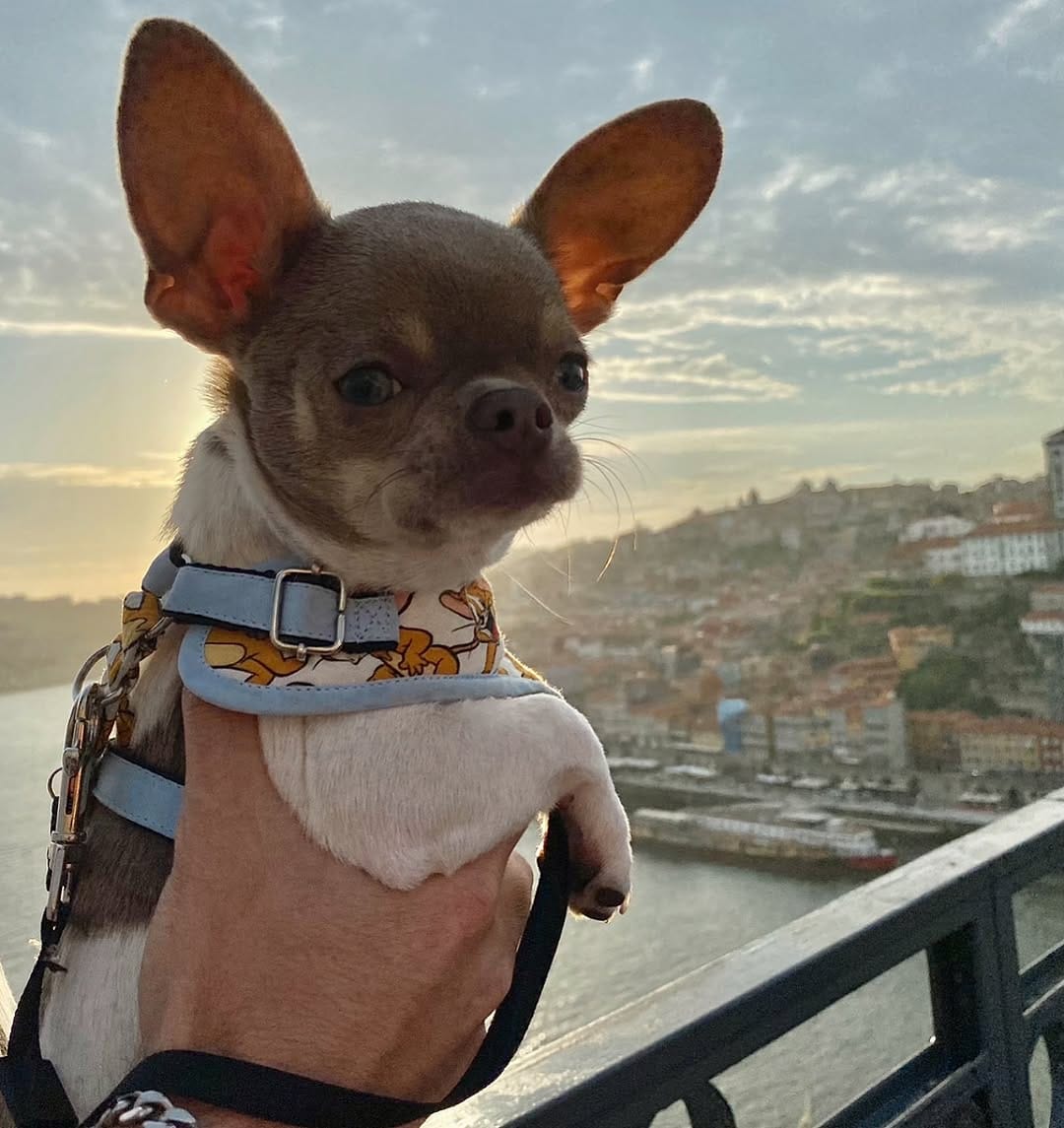 Post 8 by Chihuahuas | Happiness | Lifestyle | DogInfluencers on Instagram (image)