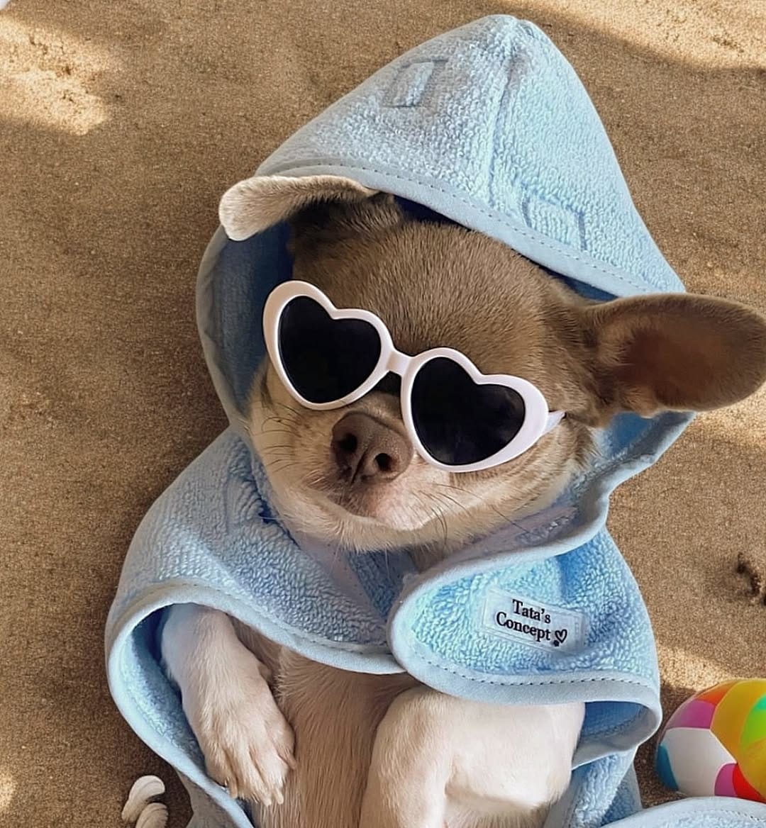 Post 7 by Chihuahuas | Happiness | Lifestyle | DogInfluencers on Instagram (image)