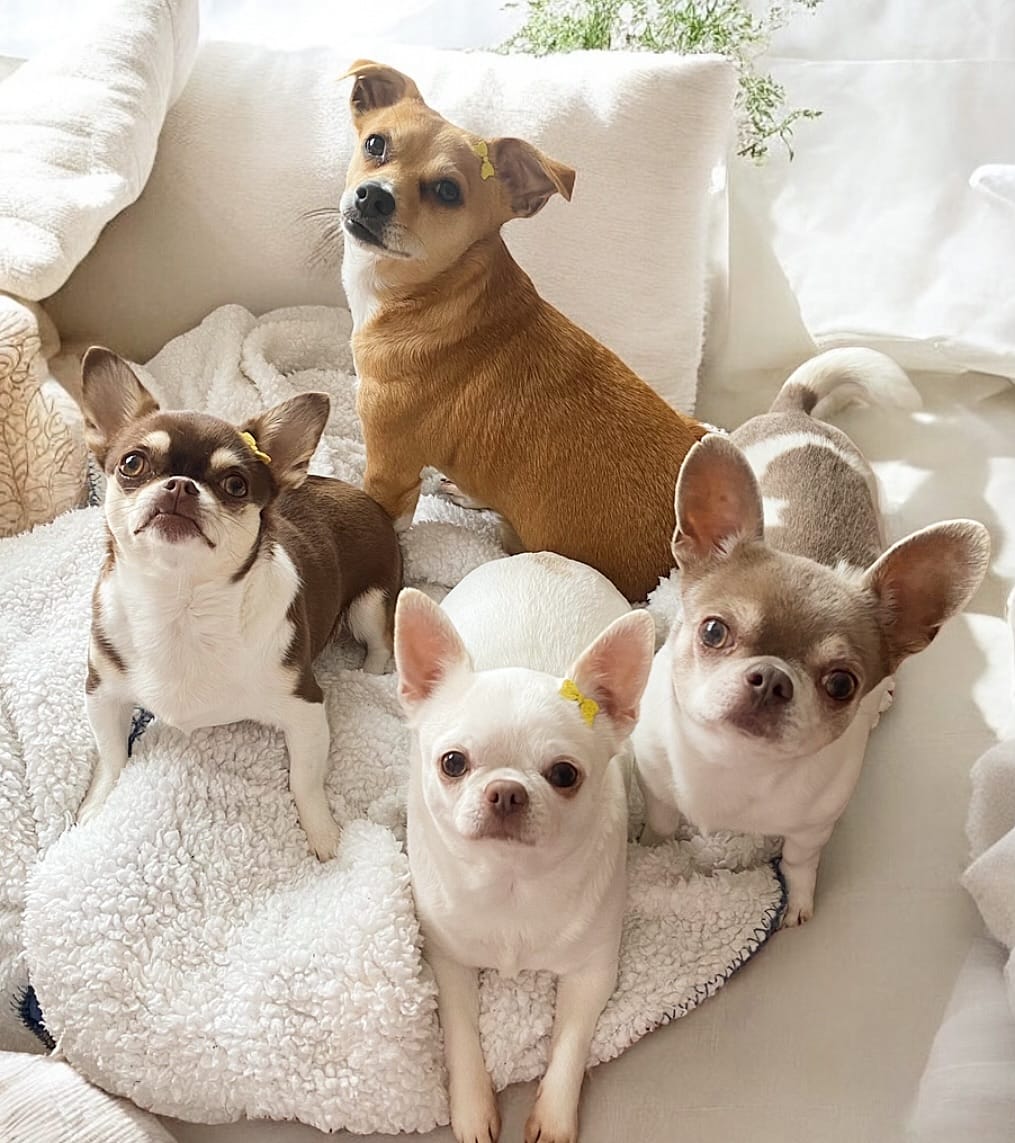 Post 9 by Chihuahuas | Happiness | Lifestyle | DogInfluencers on Instagram (image)
