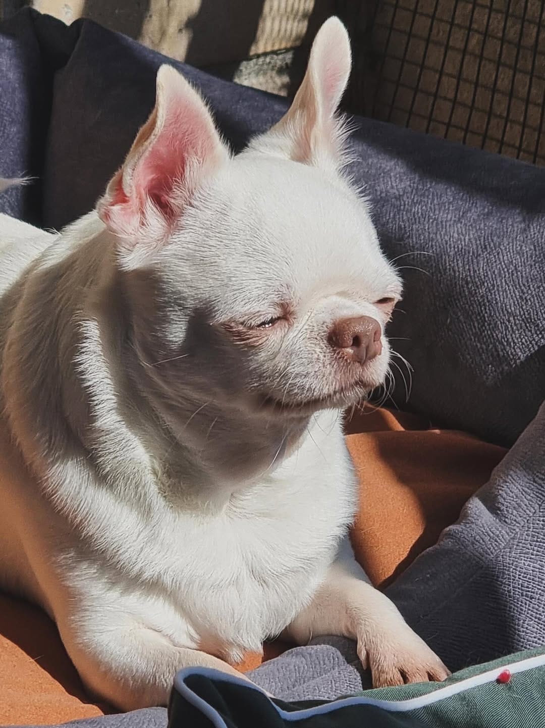 Post 2 by Chihuahuas | Happiness | Lifestyle | DogInfluencers on Instagram (carousel)