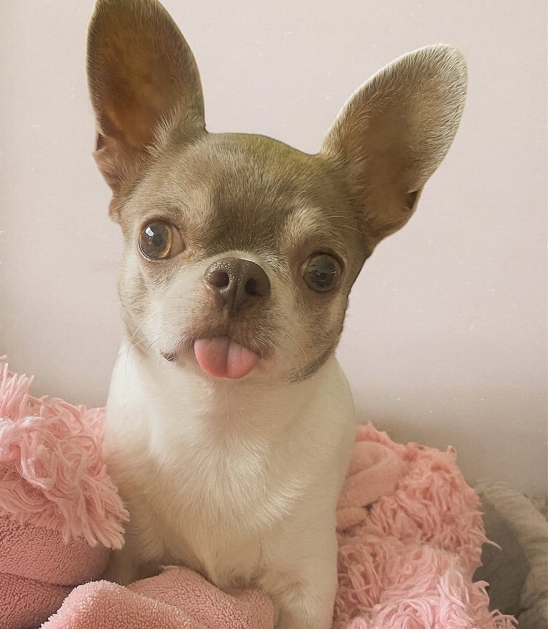 Post 5 by Chihuahuas | Happiness | Lifestyle | DogInfluencers on Instagram (image)