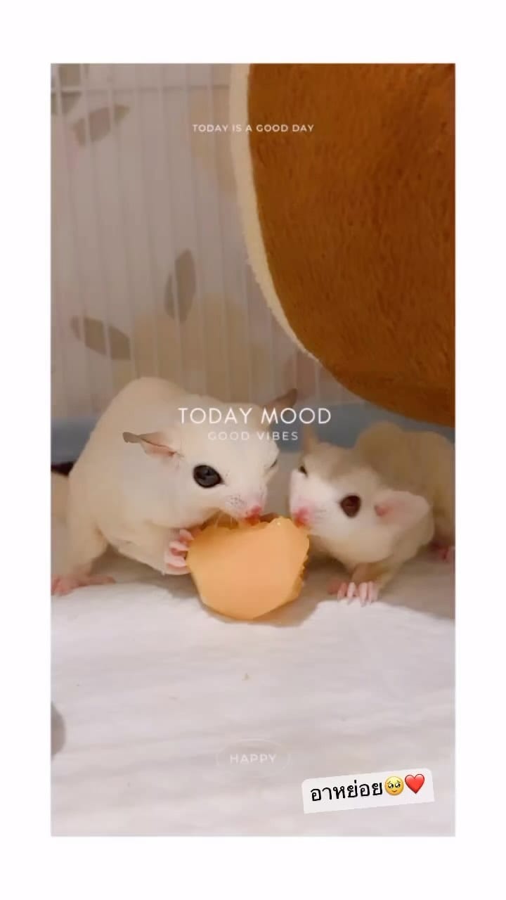 Post 8 by ❤️🐿 sugar_muji_family💓🇹🇭 on Instagram (video)