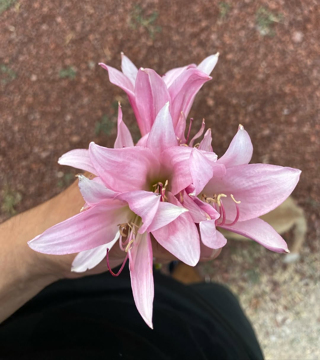 Post 10 by 𝗜𝗴𝗻𝗮𝗰𝗶𝗼_𝗥𝗲𝘀𝗲𝗻𝗱𝗶𝘇 on Instagram (image)