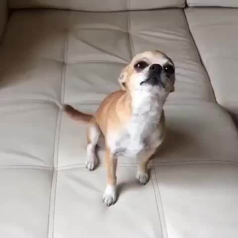 Post 4 by Chihuahua Dog Lovers on Instagram (video)
