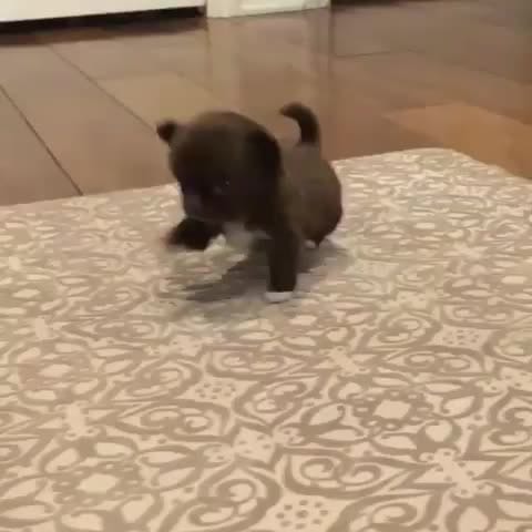 Post 9 by Chihuahua Dog Lovers on Instagram (video)