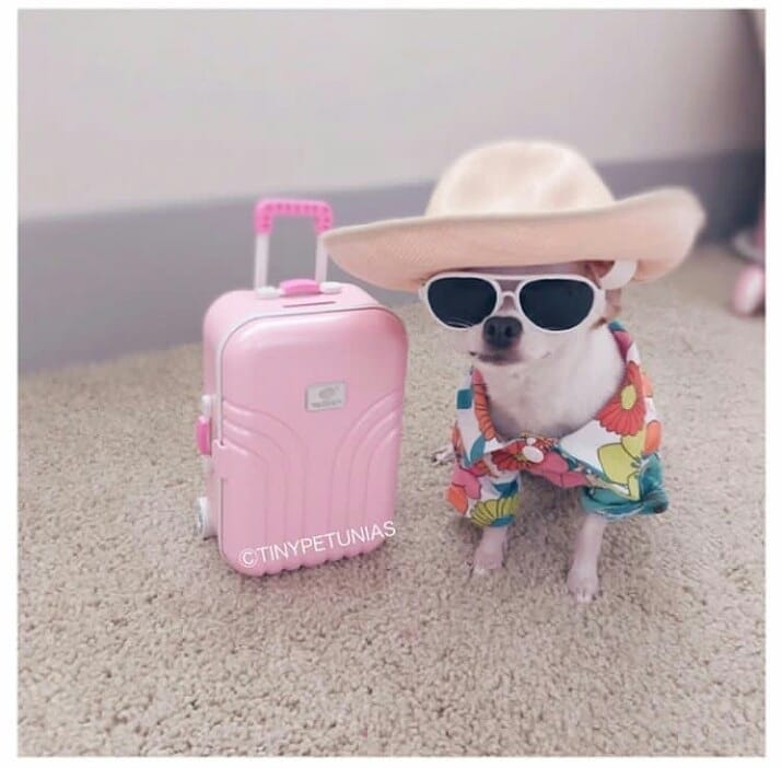 Post 3 by Chihuahua Dog Lovers on Instagram (image)