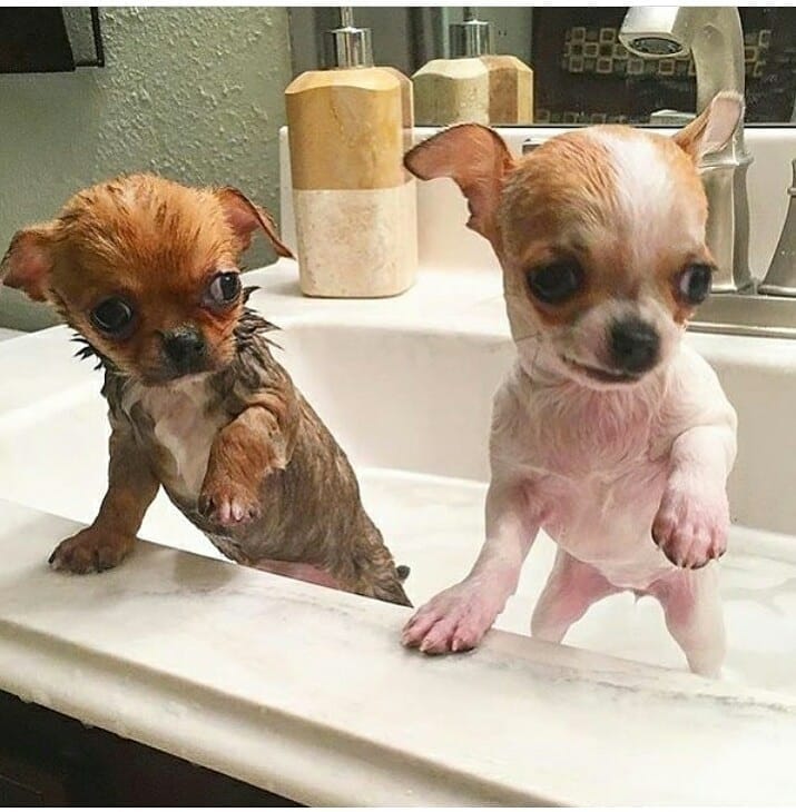 Post 10 by Chihuahua Dog Lovers on Instagram (image)