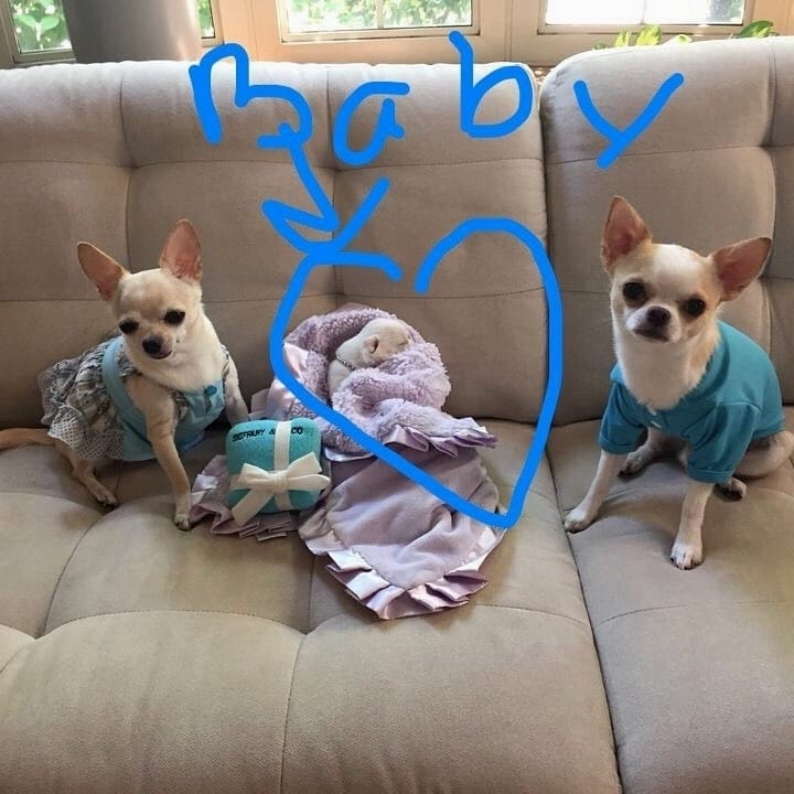 Post 7 by Chihuahua Dog Lovers on Instagram (image)