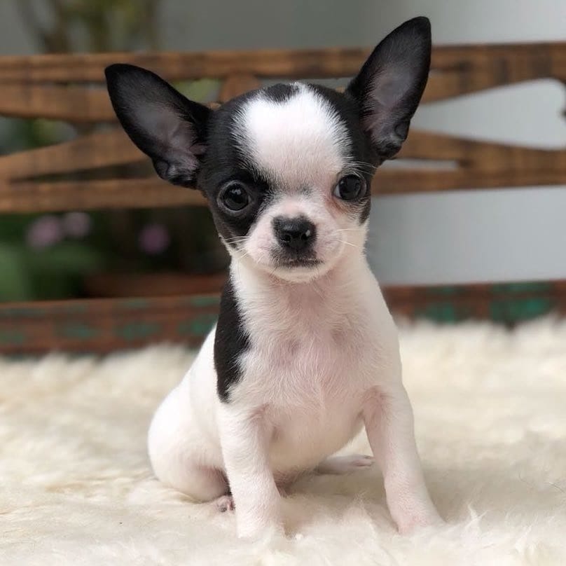 Post 6 by Chihuahua Dog Lovers on Instagram (image)