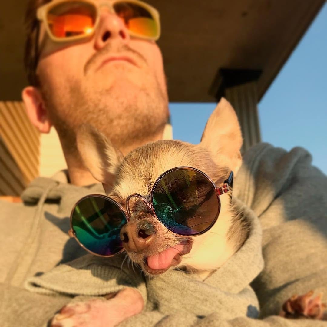 Post 5 by Chihuahua Dog Lovers on Instagram (image)