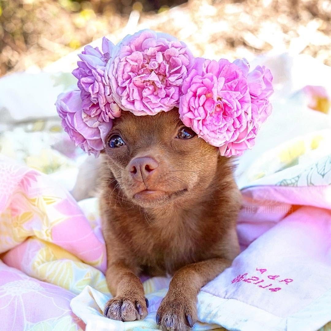 Post 1 by Chihuahua Dog Lovers on Instagram (image)