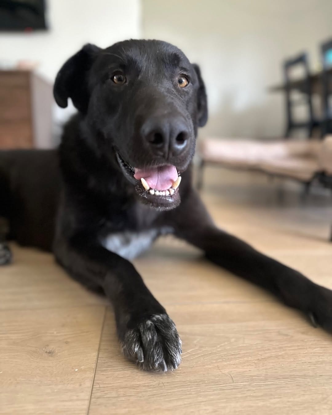 Post 7 by Del Mar Dog Rescue on Instagram (carousel)