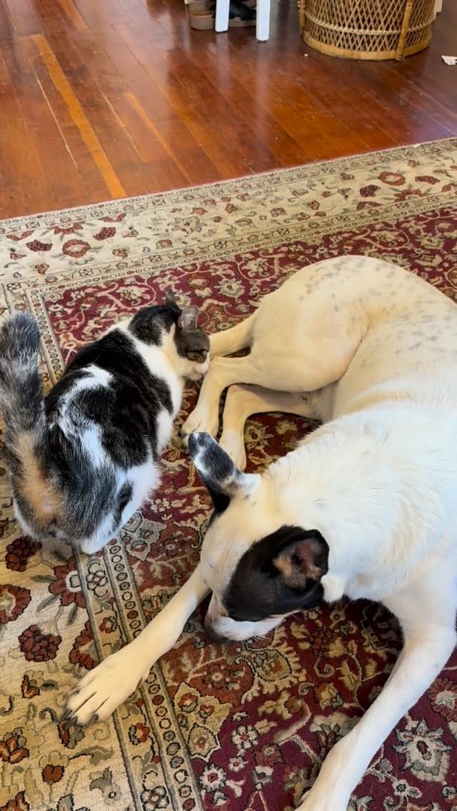 Post 3 by Del Mar Dog Rescue on Instagram (video)