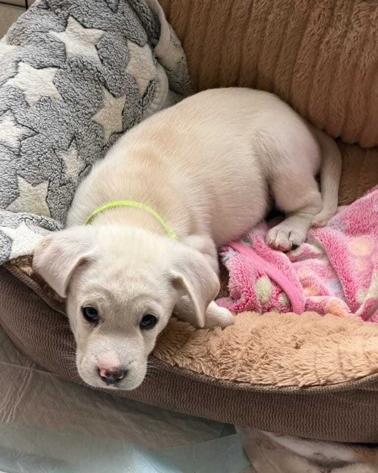 Post 8 by Del Mar Dog Rescue on Instagram (carousel)