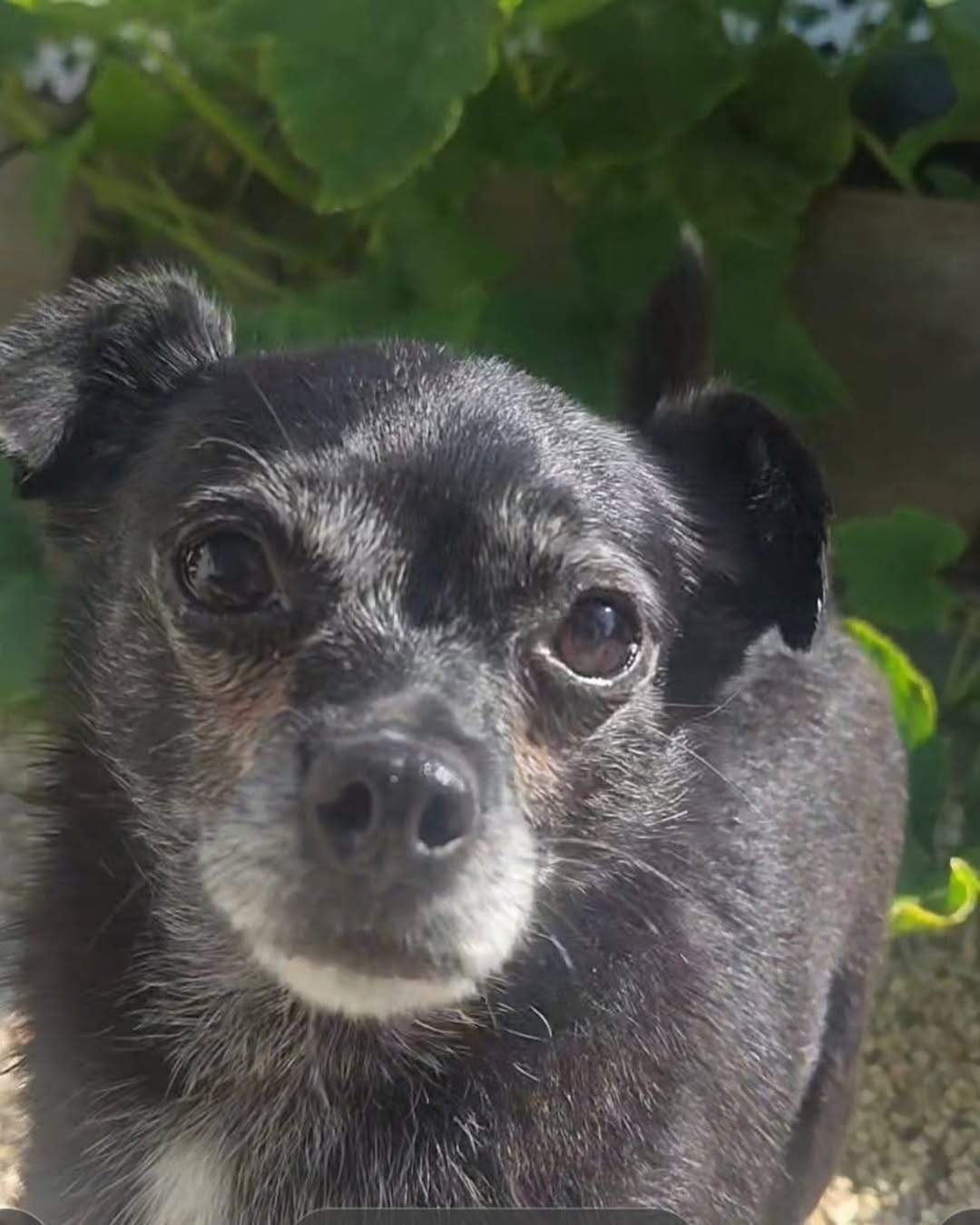 Post 2 by Del Mar Dog Rescue on Instagram (image)